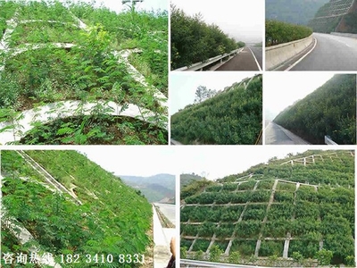 河南福建草籽種草噴播機(jī)施工現(xiàn)場(chǎng)草籽噴漿機(jī)